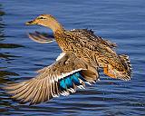 Duck In Flight_52350